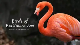 Birds of Baltimore Zoo