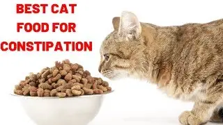 Best Cat Food for Constipation | Best High Fiber Wet Cat Food