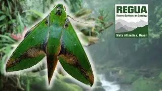 Leafy Sphinx Moth: Xylophanes chiron / Sphingidae, REGUA Brazil Bug Highlight