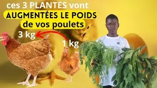 Ces trois plantes vont accélérer la croissance et le poids de vos poulets