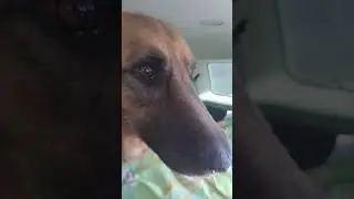 Поехали на дачу!#собака #pets #дача