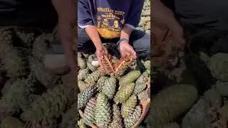 Not every pine tree will bear pine nuts Wild pine nuts Hometown Goods