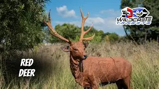 Red Deer - 3D Archery Target