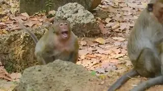 Sweet Pea crying very sad call mom Popeye help even he doesn't know where PE now | Monkey Sweet Pea