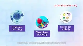 Antibody Preparation | QYAOBIO | Peptide Products | Research Assistance | Peptide Customization