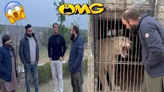 Liones Angry Ho Gai 😱|Quetta Sa Guest Agye|🦁🥰