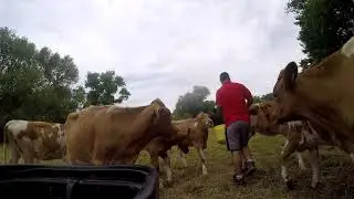Milking a small Guernsey Herd! and a Bambi update
