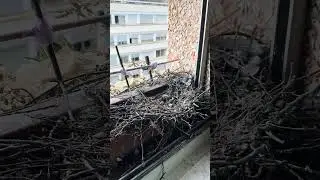 Jour 42, cette fois-ci, c&rsquo;est fini pour 2025 #pigeon #palombe #day42   #birds    #family #baby