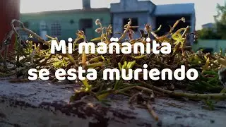 Cuidados De Las Mañanitas l mi mañanita se esta muriendo
