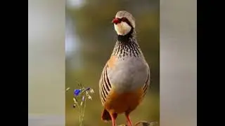 CANTO DE PERDIZ HEMBRA