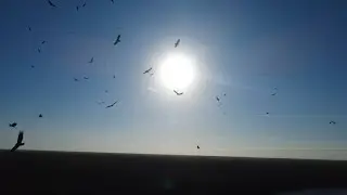 Bunch a birds