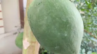 homemade tutti frutti recipe || papaya recipes || tutti frutti recipe || tutti frutti with papaya