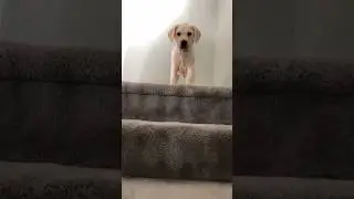 Labrador Puppies grow SO Fast! 😭❤️ #labrador #puppy #dogs