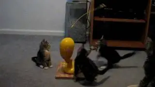 Crazy Jumping Kittens!  Cute Little Jumping Beans!