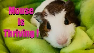 Mouse&rsquo;s Journey: Thriving After the 400 Guinea Pig Hoarding Crisis