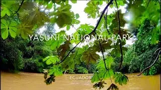 Yasuni National Park - Rebecca Adventure Travel