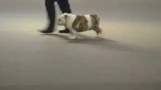 HUMMER AT THE GROUP IN THE WORLD DOG SHOW 2010