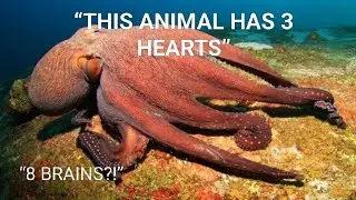 Octopus Facts That Will Blow Your Mind | The Most Intelligent Sea Creature