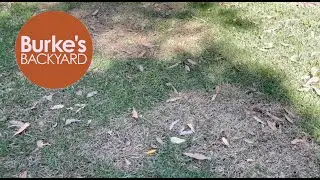 Why Buffalo lawns are looking sick in Sydney 2024