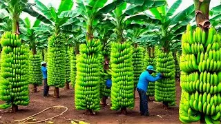 Transporting Tons of Bananas This Way - Grows and Harvest Agricultural | Agriculture Technology