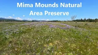 Spring Flowers at the Mima Mounds Natural Area Preserve - With Music #nature #washingtonstate