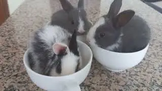 Day 24   Bunnies Eat Then Play Game Of Cups #LOve #Rabbits #Animals #Wow