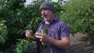 How To Prune Fruit Trees in Summer