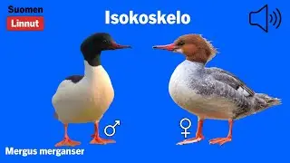 Isokoskelo - Mergus merganser - Goosander - storskrake - MERMER