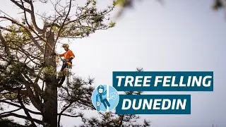 Tree Felling | Dunedin Botanic Gardens