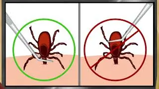 Tick Prevention for Dogs and Cats