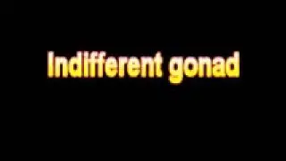 What Is The Definition Of Indifferent gonad Medical School Terminology Dictionary