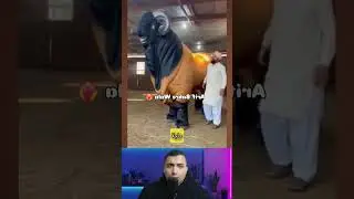 #shorts #viral #trending #fyp #explore #youtube #youtubeshorts #shortsvideo #funny #entertainment