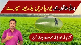 How to use urea in barani area | Urea application by foliar method in rainfed regions | Abid Ali
