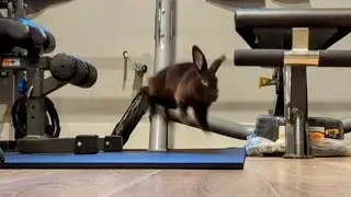 Exercise Playtime with Cute Rex and Netherland Dwarf Bunnies | Cocoa and Cosmo