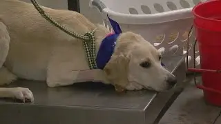 Mississippi Shelter Delivers Dogs To Minnesota