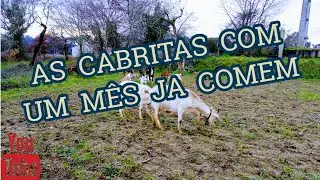 AS CABRITAS COM UM MÊS JÁ COMEM...(CABRAS FILHOTES)
