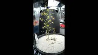 Drosera zigzagia emerging from dormancy