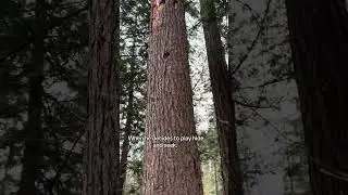 Hide and Seek with a WoodPecker 🐦 #birdcontent
