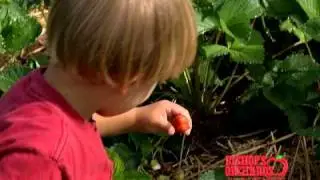 Pick Your Own Fruit at Bishops Orchards by P Garyn Productions