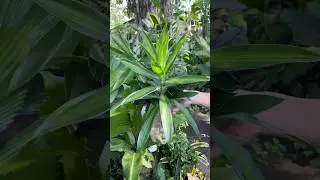 SONG OF INDIA PLANT DRACAENA #luckyplants