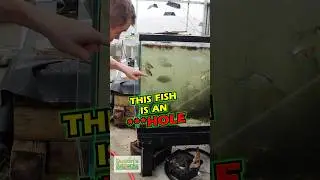 Removing the ***HOLE from the tank