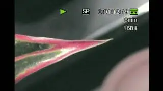 Extreme Close Up Of Plant - MiniDV Recording