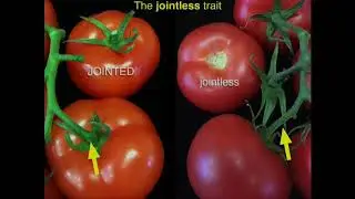 Jointless Lippman Plant lecture 2017