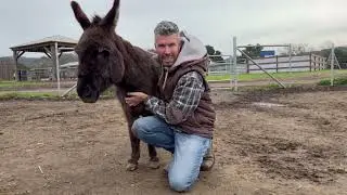 Meet Hoorah the Donkey