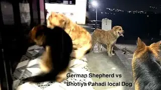 Pahadi Bhotiya Dog Vs German Shepherd
