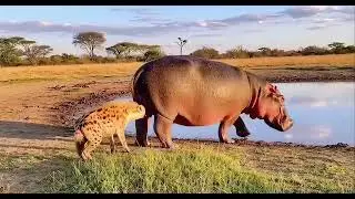 The hyena has had a really bad time this time #anime #funny