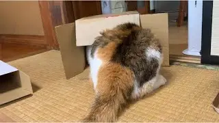 長楽寺の日常　新しいバージョン