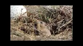 Tuco tuco de Magallanes | Ctenomys magellanicus