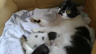 Beautiful Mother Cat Grooming Her Kittens And Feeding Milk To Her Hungry Kittens