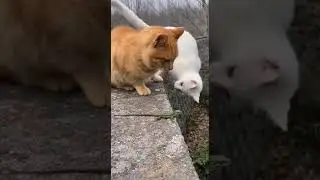 🐱 A Cat's Pet? These Two Cats Fought Over a Little Gecko! 🐱 고양이에게도 반려동물이? 작은 도마뱀을 지키기 위한 고양이들의 한판 승부